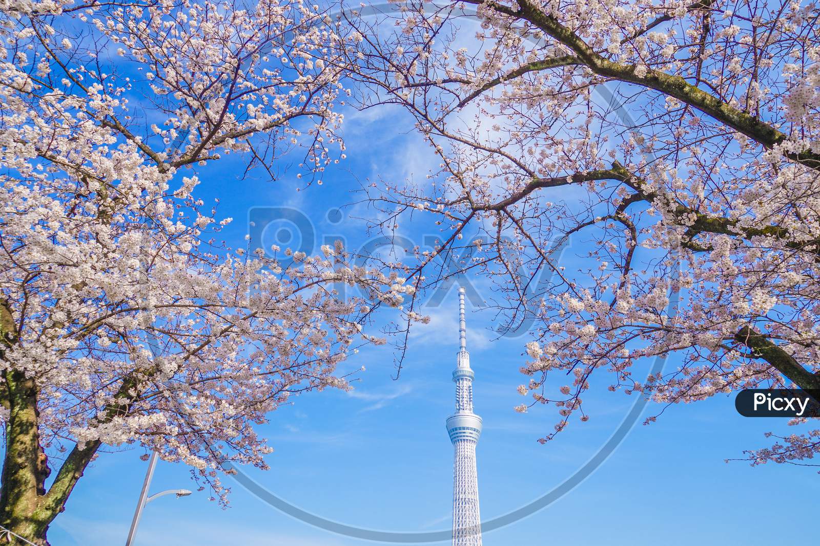 Tokyo Sky Tree And Sakura