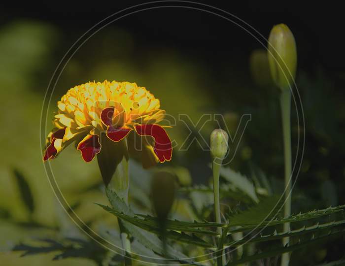 Flower And Buds Of Marigold