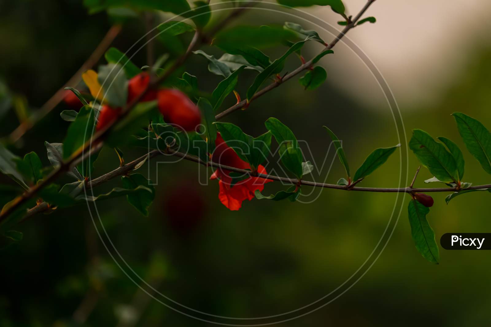Ripe Pomegranate Fruit On Tree Branch, Pomegranate Garden Hd Footage Clip With Selective Focus,Red Ripe Pomegranate Fruit On Tree Branch In The Garden