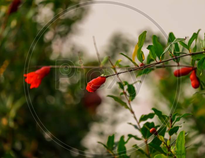 Ripe Pomegranate Fruit On Tree Branch, Pomegranate Garden Hd Footage Clip With Selective Focus,Red Ripe Pomegranate Fruit On Tree Branch In The Garden