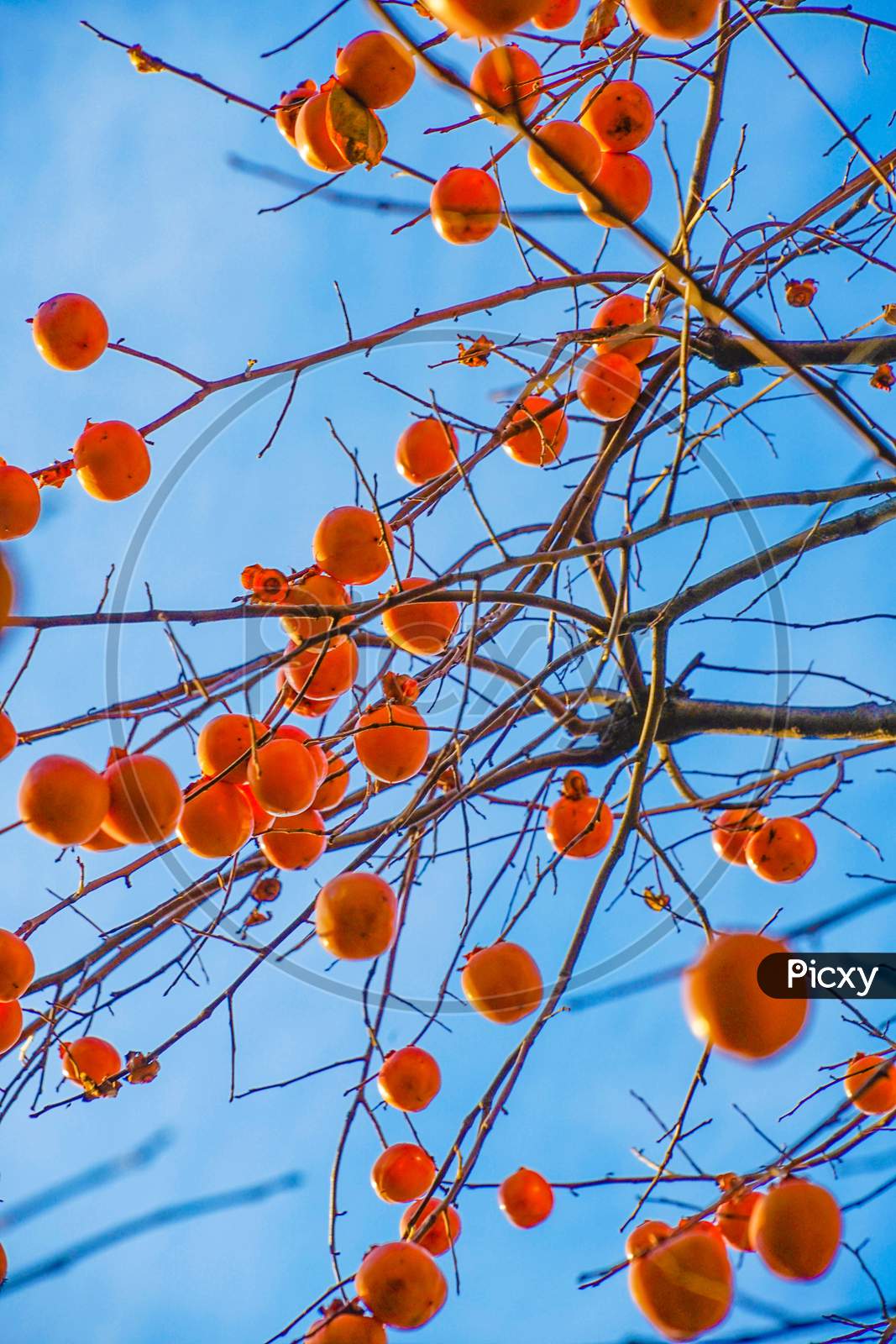 Persimmon Trees And Blue Sky Of The Image