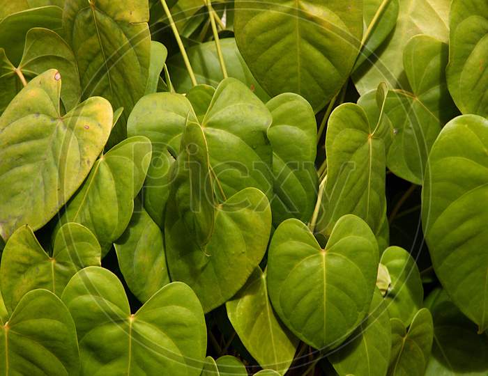 Leaves Of Amrutha Balli
