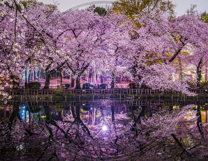 Cherry Blossoms Of Inokashira Park