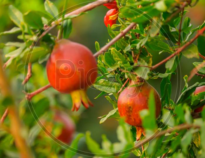 Pomegranate Fruit On Full Screen,Fresh Fruits,Pomegranate Crop Collected By Farmers,Pomegranate Whole With Flower. Fresh Raw Organic Garnet Fruit