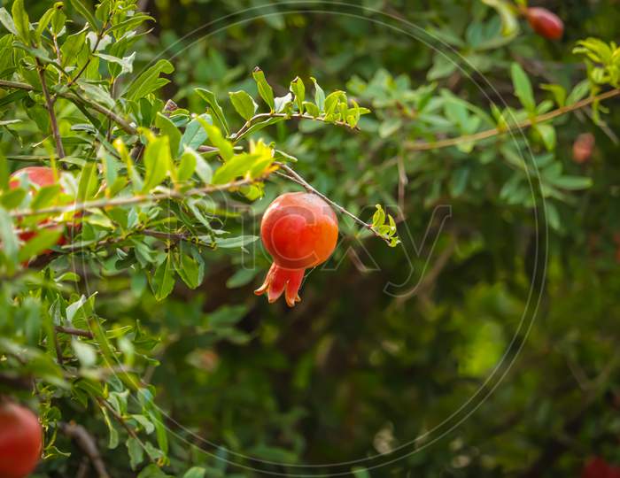 Red Ripe Fruit On A Tree In A Pomegranate Garden. Natural Food. Pomegranate Trees With Red Ripe Fruits At Pomegranate Plantation,Agriculture Of Pomegranate Fruits