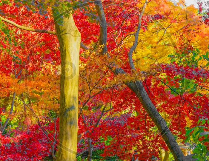 Autumn Leaves Of Sankeien