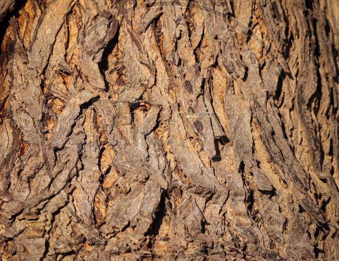 Natural Background,Bark Texture Background Pattern Crack Old Brown,Seamless Tileable Texture,Texture Of A Trunk,Thick Tree Trunk Closeup,Neem Tree Trunks,