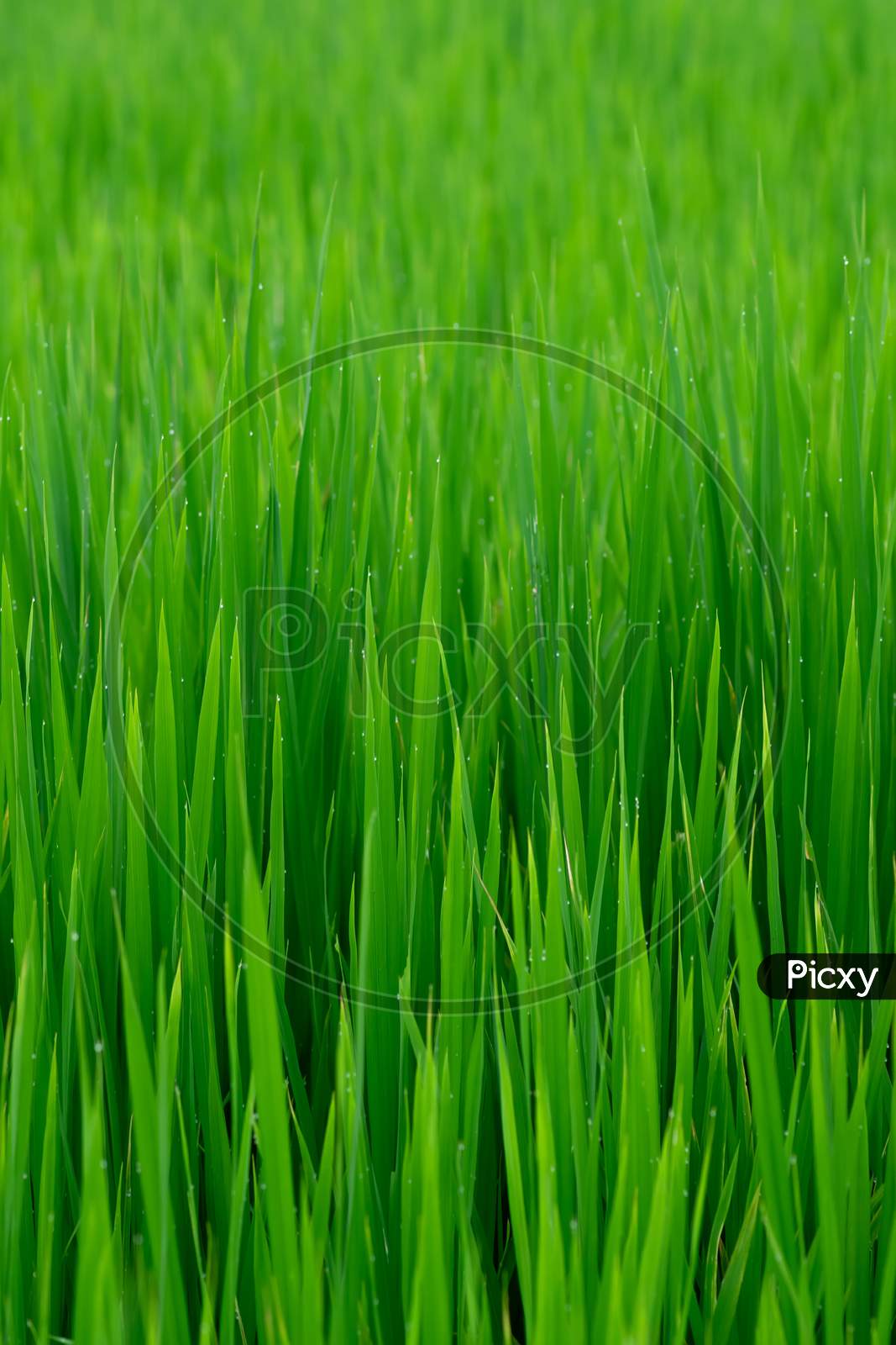 Paddy Also Known As Rice Crop Leaves In The Farm. Used Selective Focus.