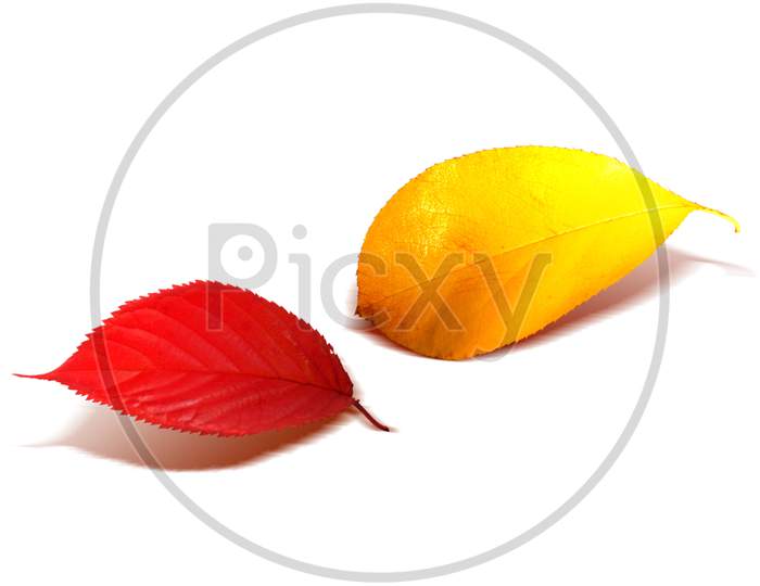 Closeup Shot Of Colorful Autumnal Leaves Isolated On A White Background