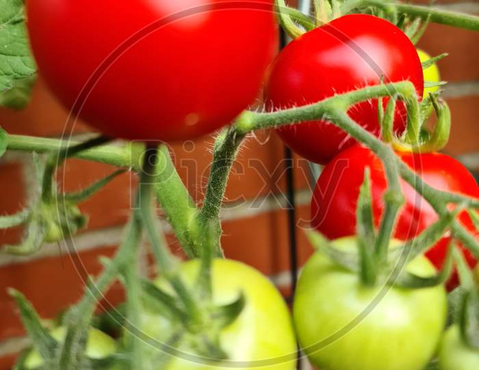 Some Big Red And Green Tomatoes On A Bush Growing At The Wall Of A House. Agriculture Concept..