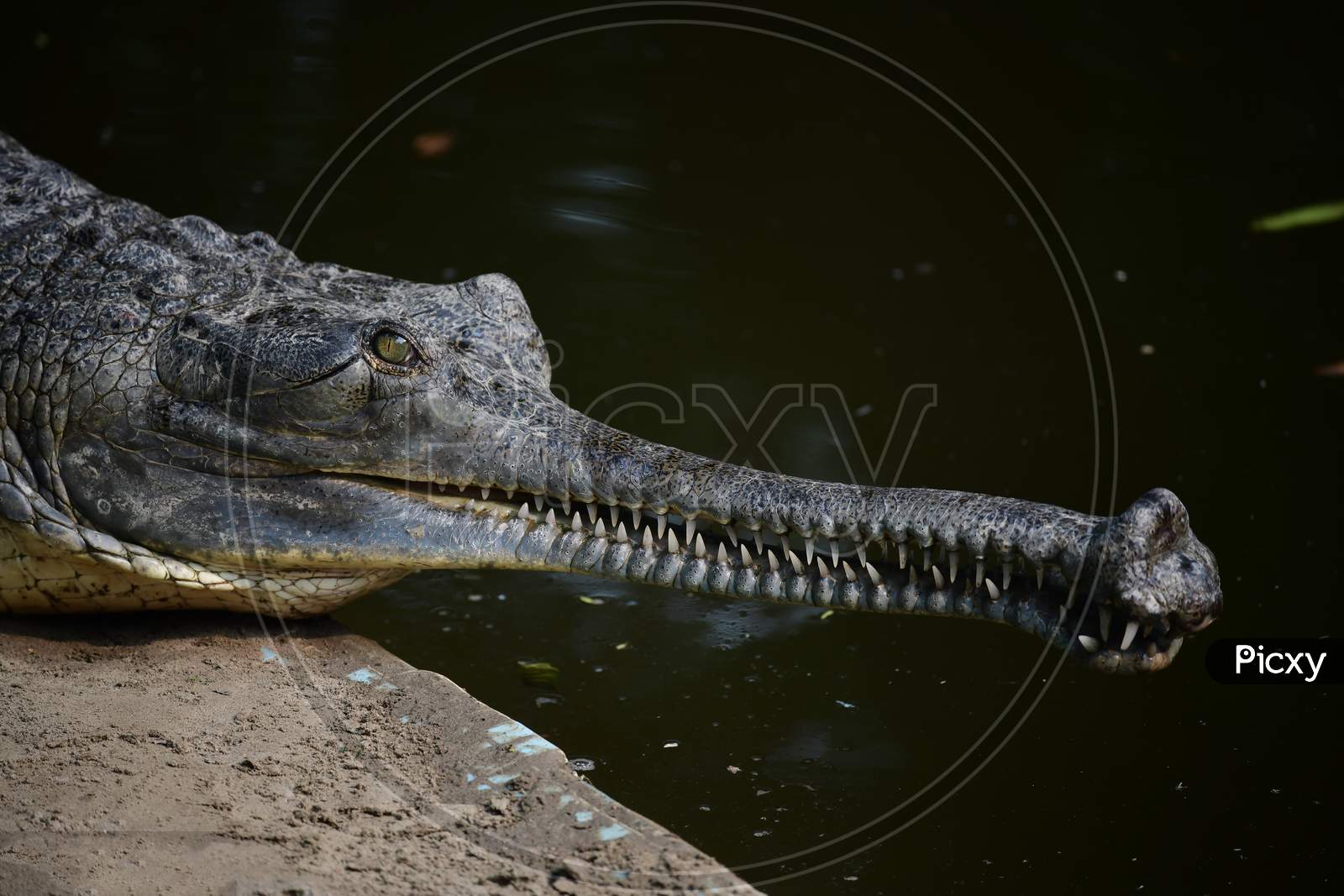 Image of Aligator Mouth-RA320350-Picxy