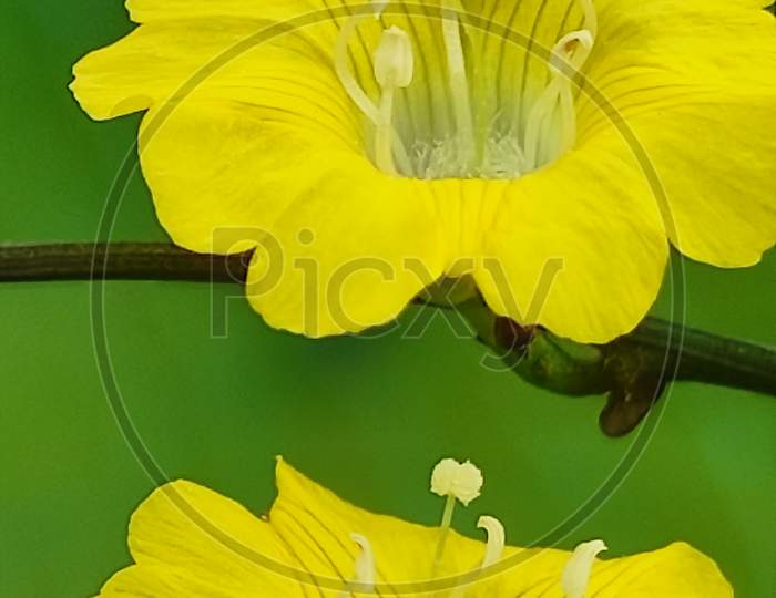 Yellow sister flower
