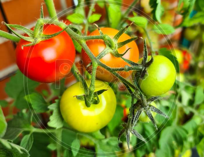 Some Big Red And Green Tomatoes On A Bush Growing At The Wall Of A House. Agriculture Concept..
