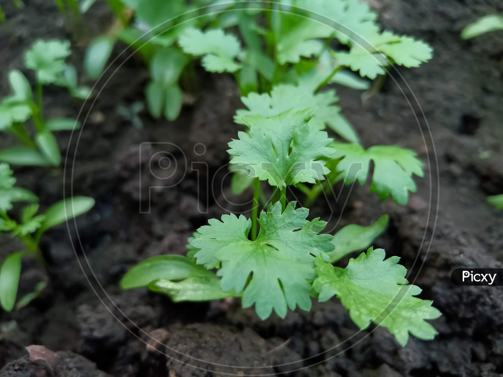 Cilantro is being grown on farms in India green leaves and organic fresh medicinall, healthy food Farming