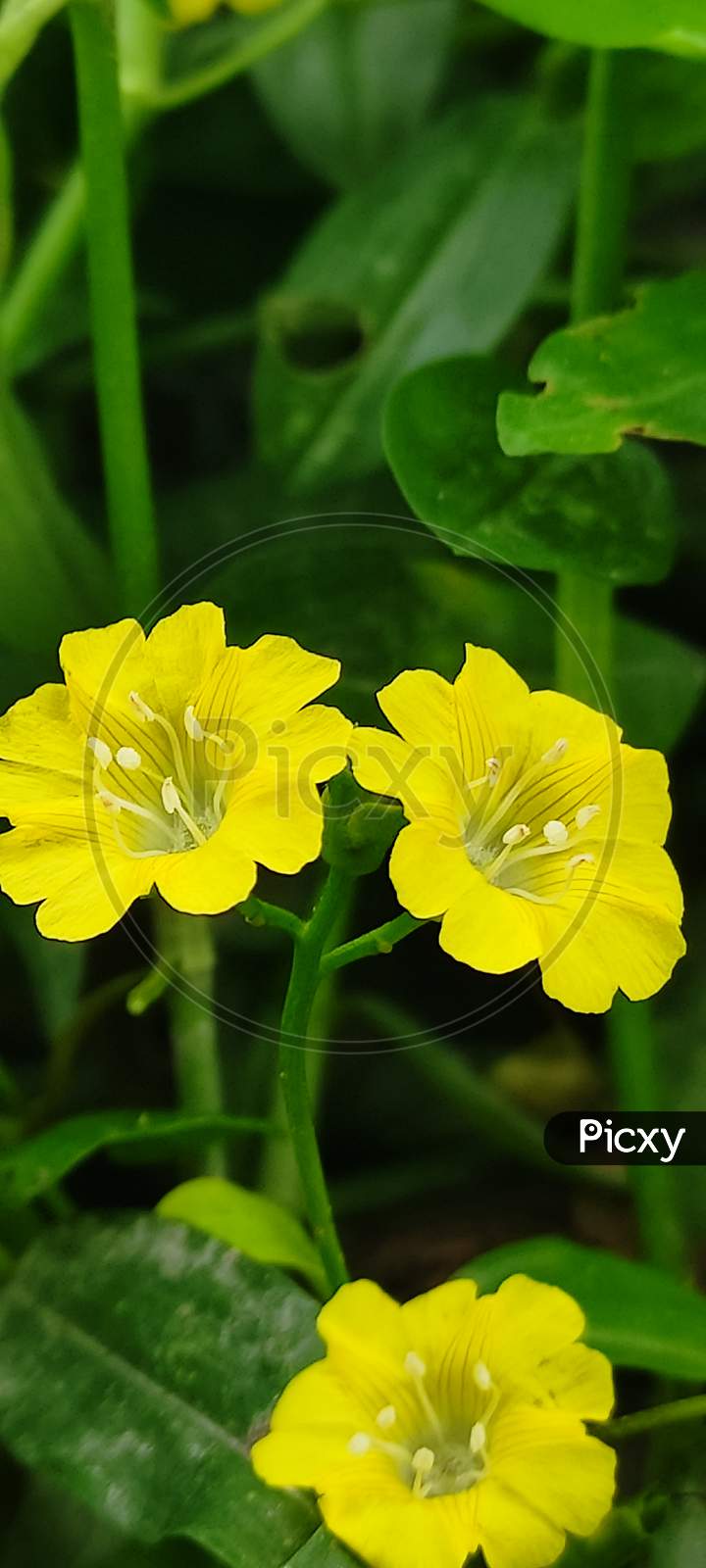 Yellow sister flower