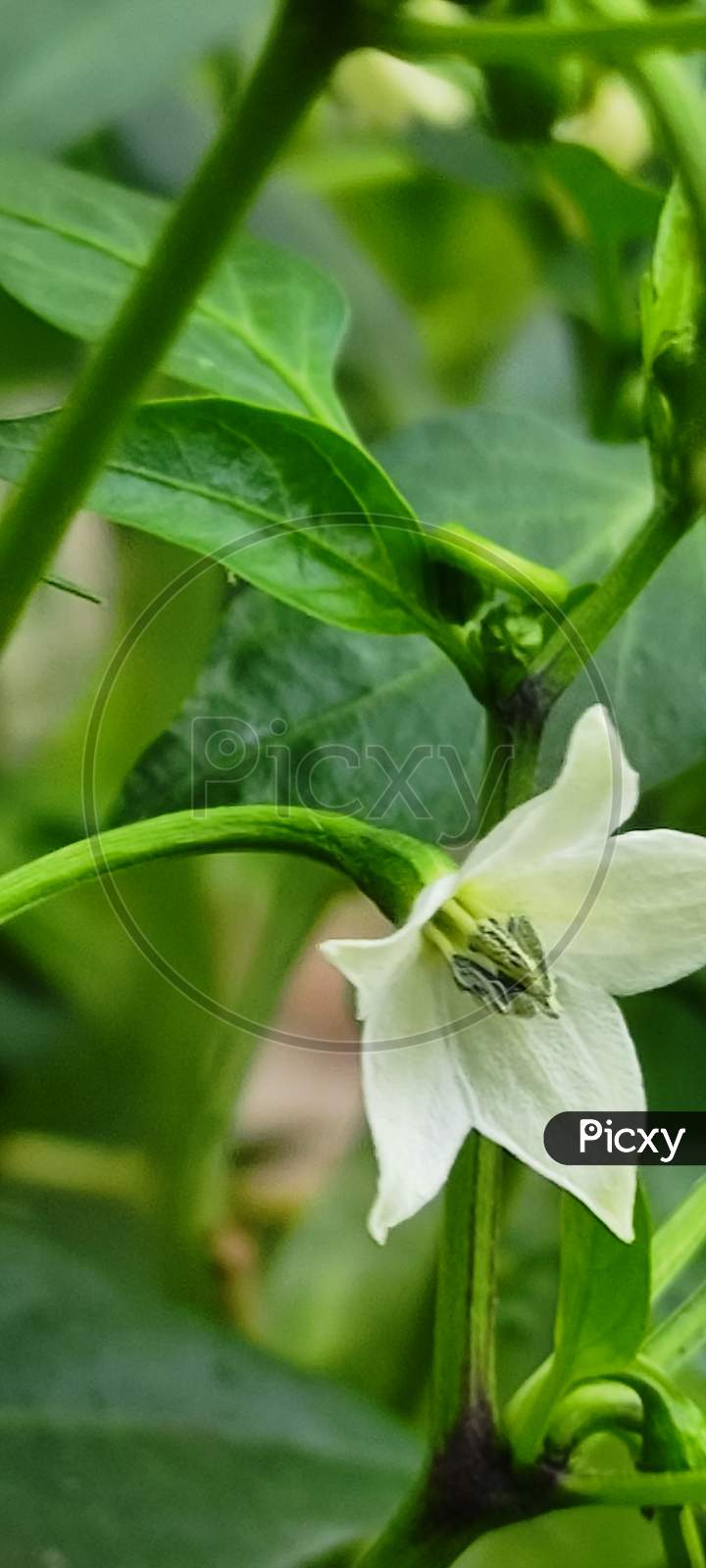 Pepper flowers