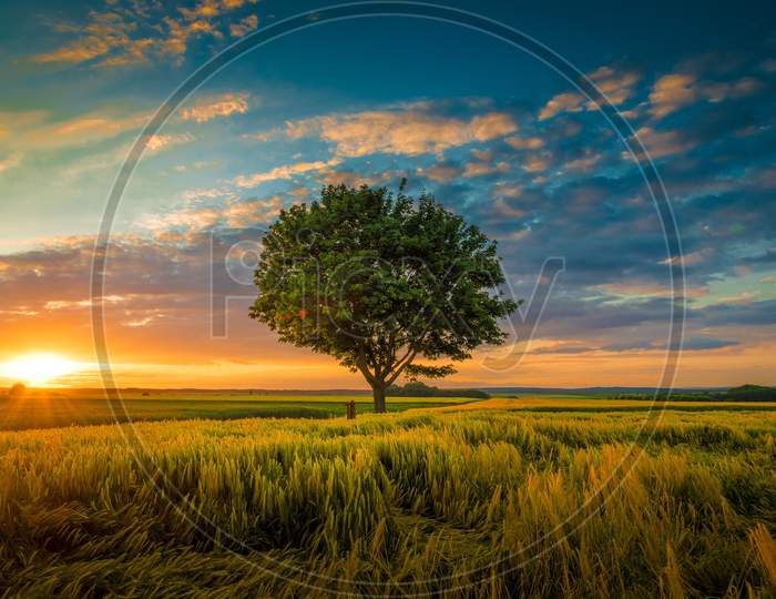 Wide Angle Shot Of A Single Tree Growing Under A Clouded Sky During A Sunset Surrounded By Grass