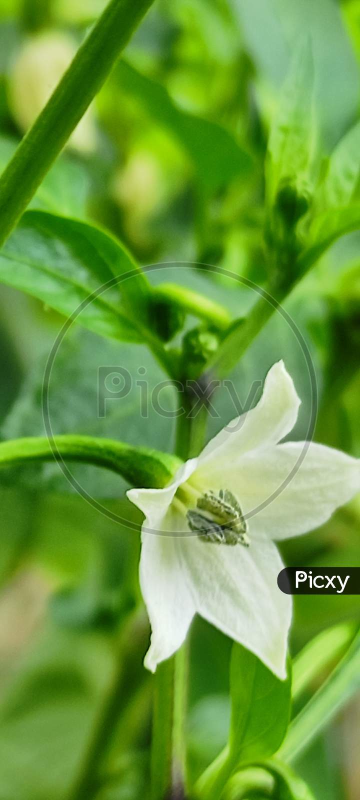 Pepper flowers