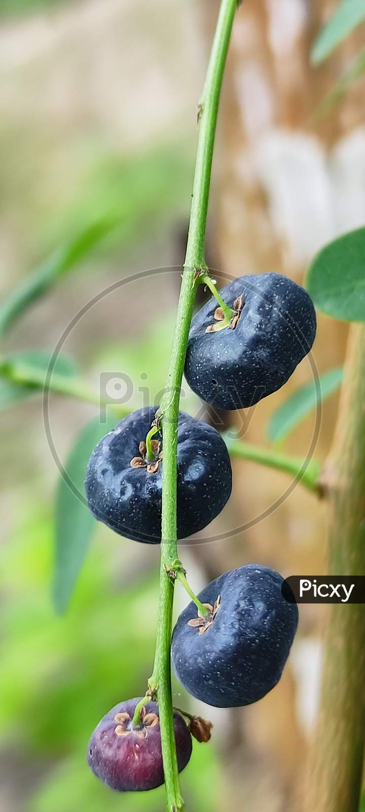 Image of Black apple-TC301749-Picxy