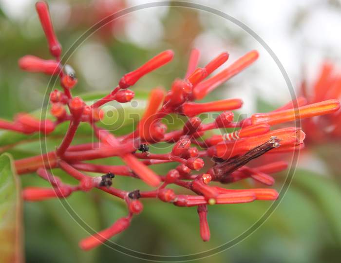 A Picture Of Flower With Selective Focus