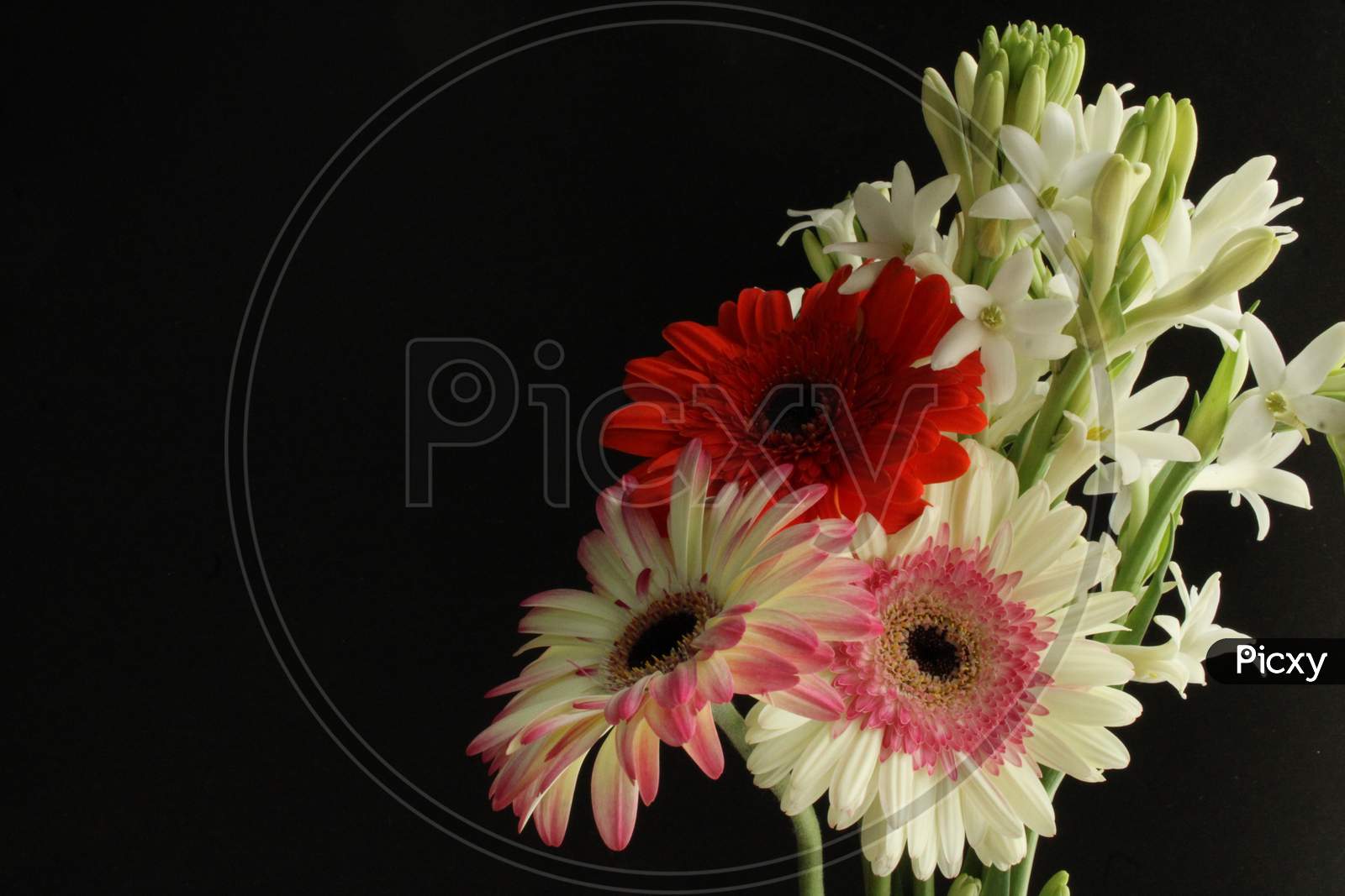 394 Tuberose Flowers Stock Photos, High-Res Pictures, and Images - Getty  Images