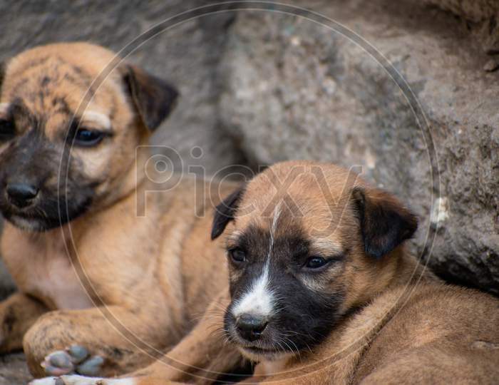 Cute Littile Brown Puppies Siiting in the Corner