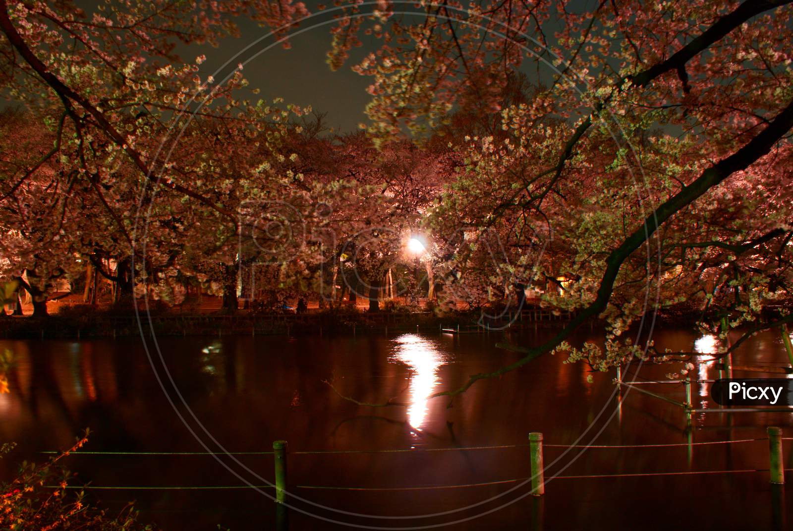Image Of Going To See Cherry Blossoms At Night