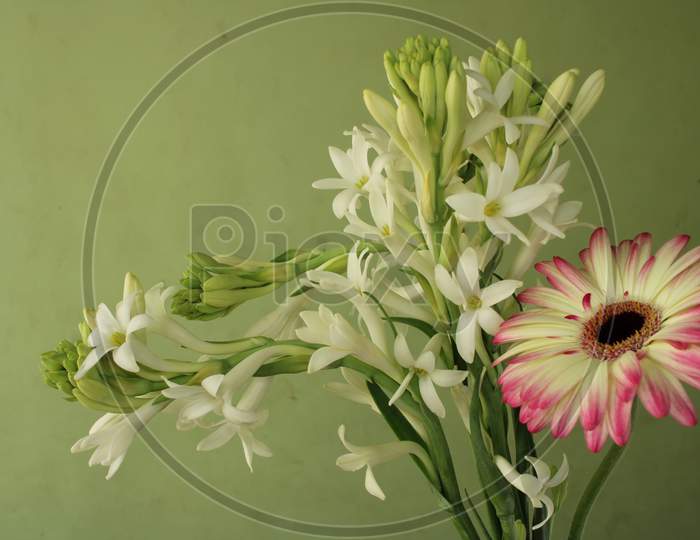 Beautiful background of Tuberose (Polianthes tuberosa) flower and Gerbera flower for seasonal greetings and seasonal wishes. Love message greetings.