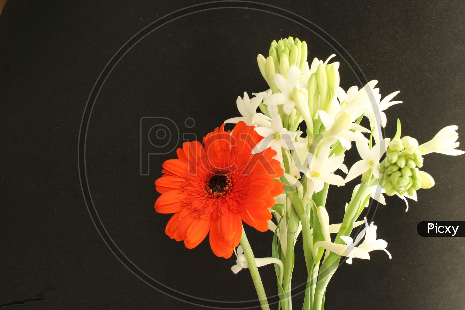Beautiful background of Tuberose (Polianthes tuberosa) flower and Gerbera flower for seasonal greetings and seasonal wishes. Love message greetings.