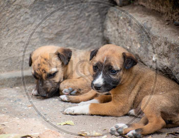 Cute Littile Brown Puppies Siiting in the Corner