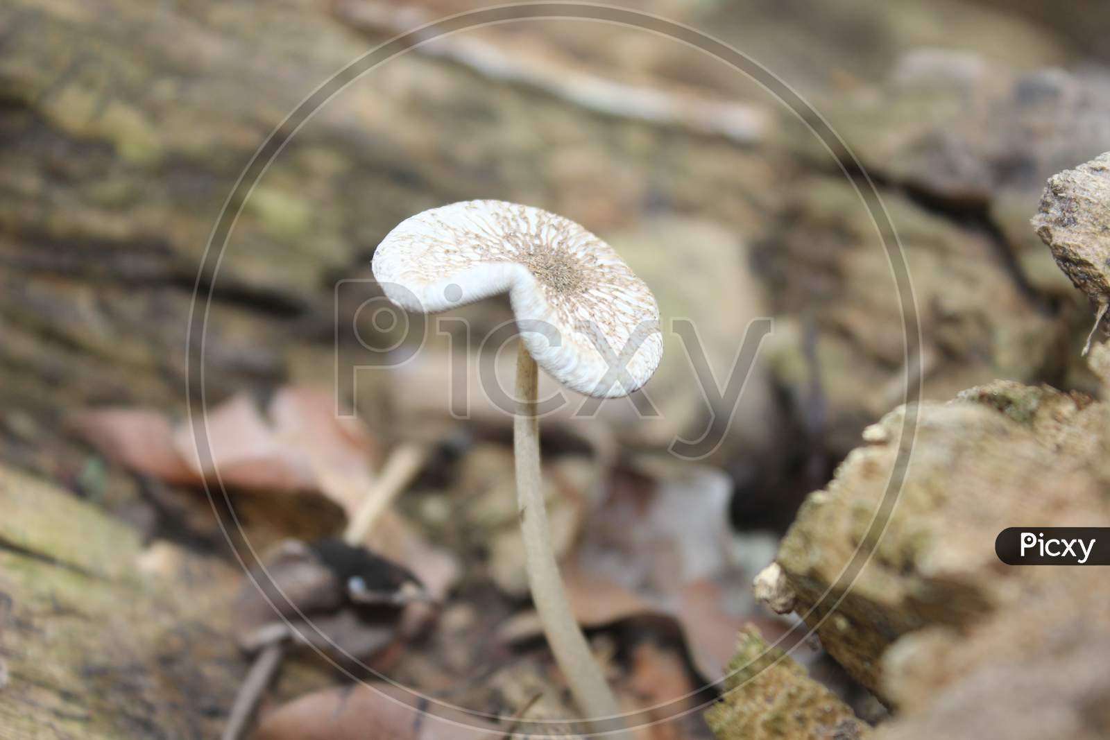 A Picture Of Mushroom With Selective Focus
