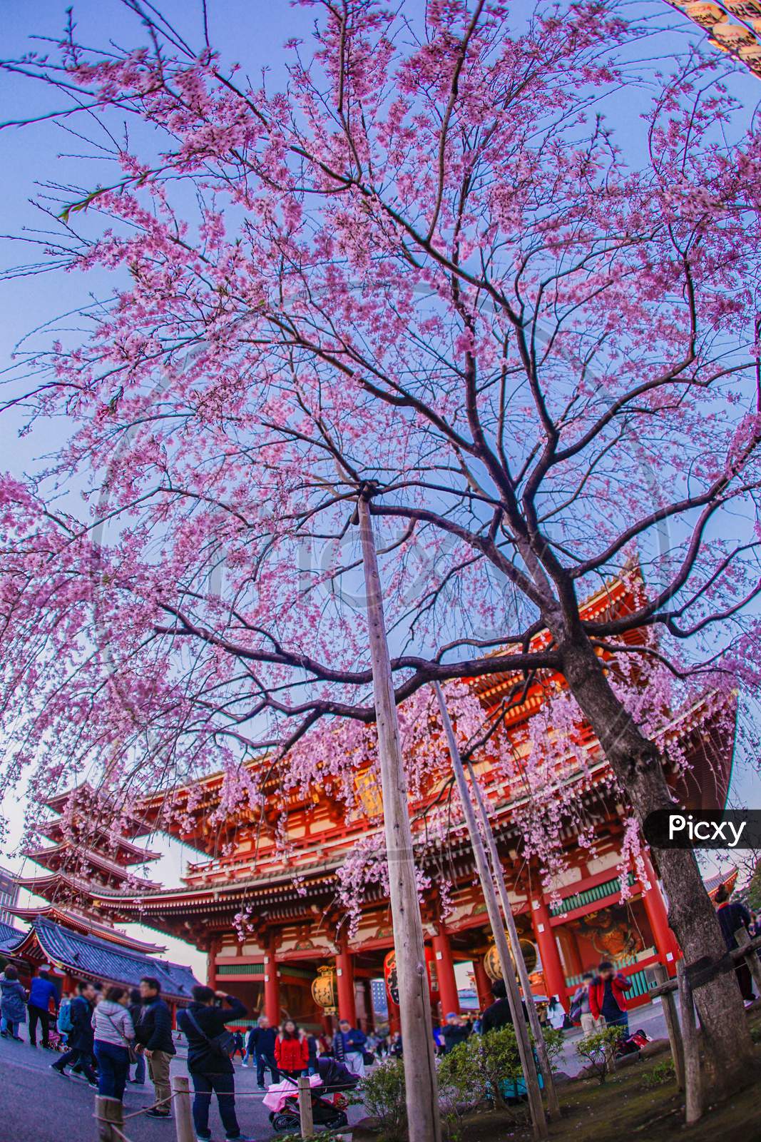 Branched Cherry Blossoms And Asakusa Temple