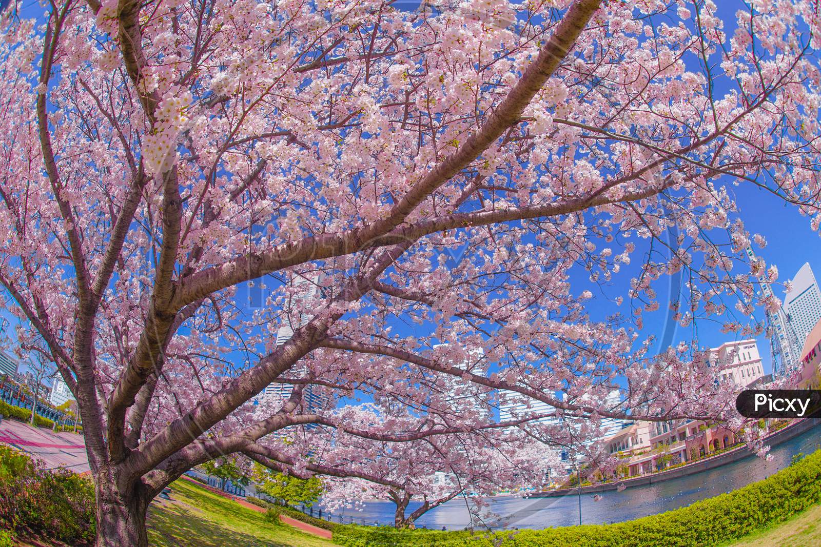 Sakura And Yokohama Minato Mirai Rooftops Of Full Bloom