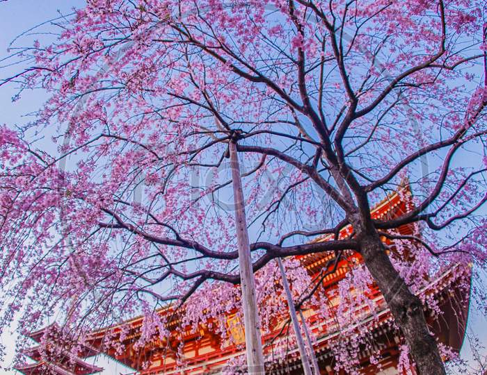 Branched Cherry Blossoms And Asakusa Temple