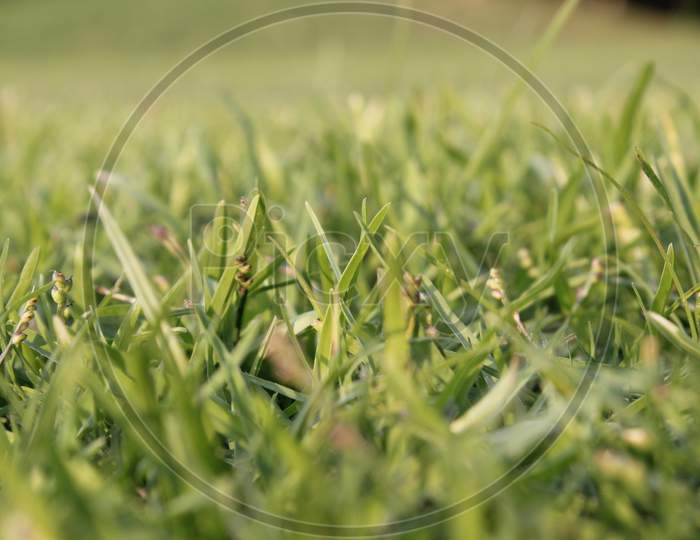 A Picture Of Green Grass With Selective Focus