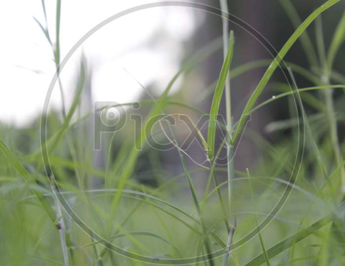 A Picture Of Green Grass With Selective Focus