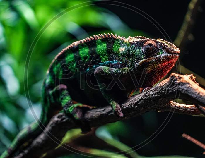 Chichuuka Lee Chameleon Lurking In The Jungle