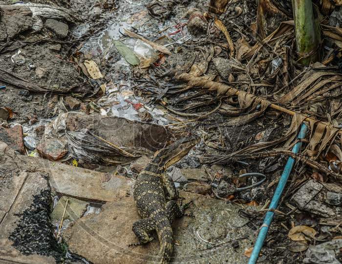 Thailand Bangkok Of Water Monitor Lizard