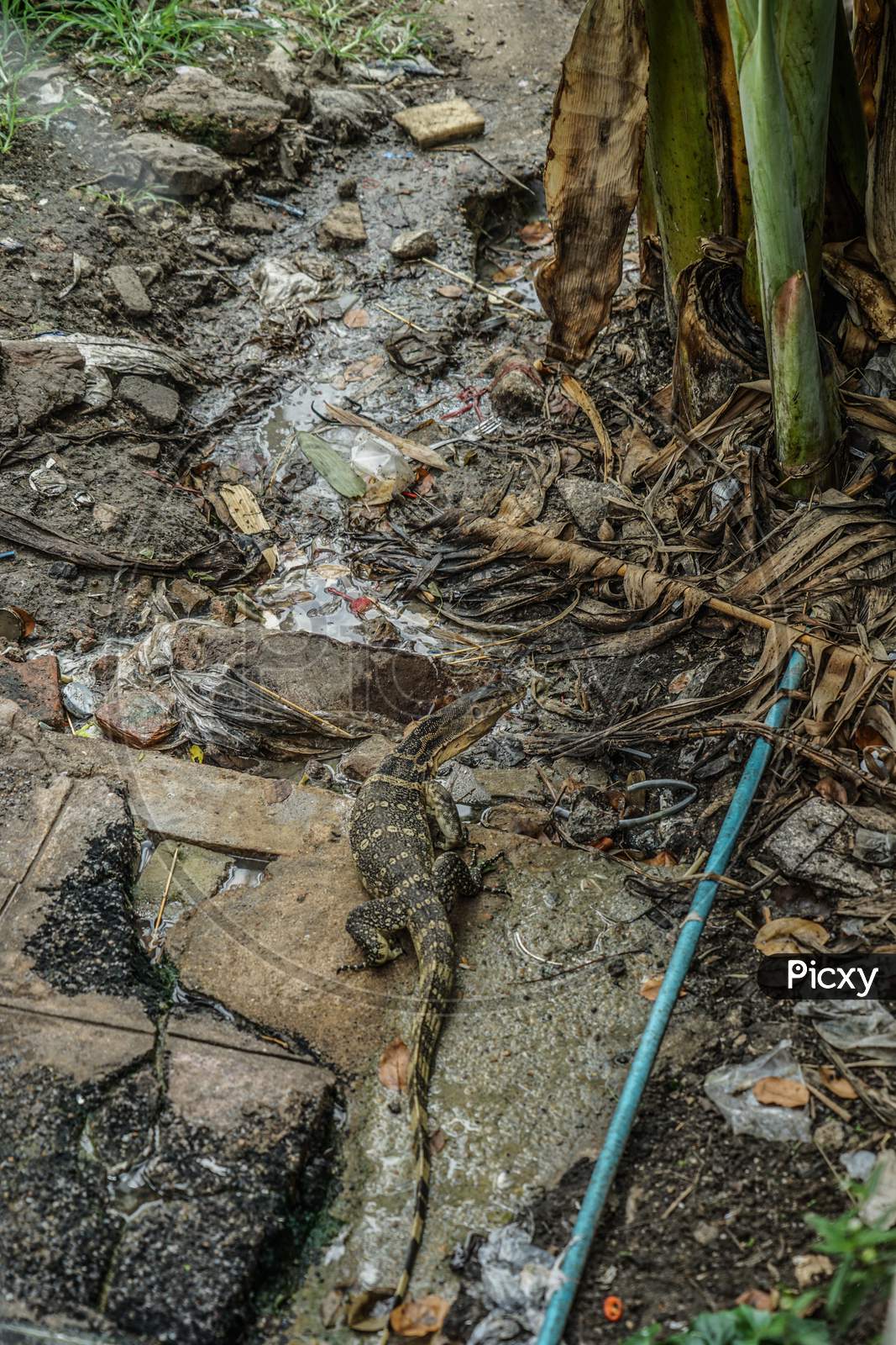 Thailand Bangkok Of Water Monitor Lizard