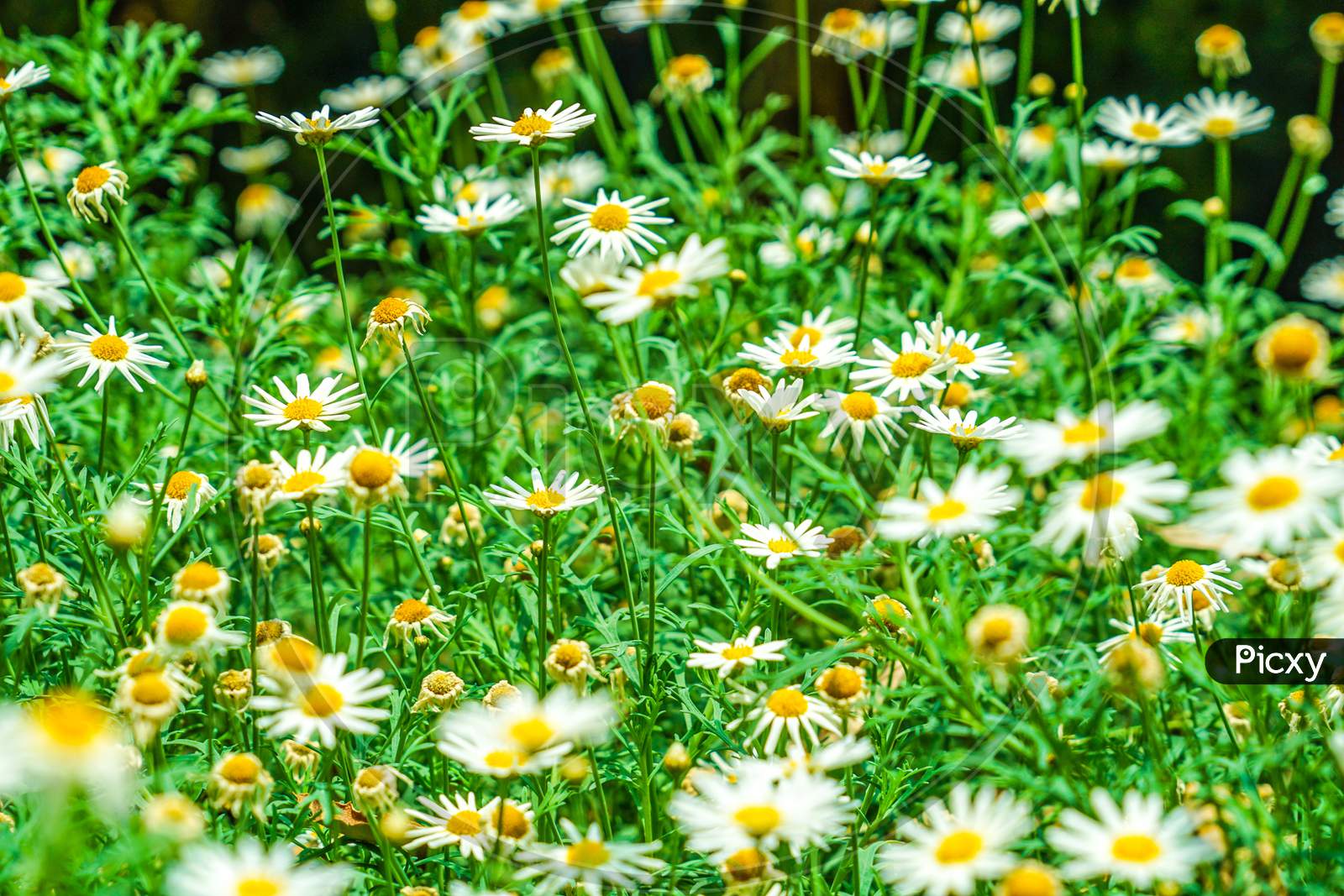 White And Yellow Flower (Daisy Margaret Chamomile)