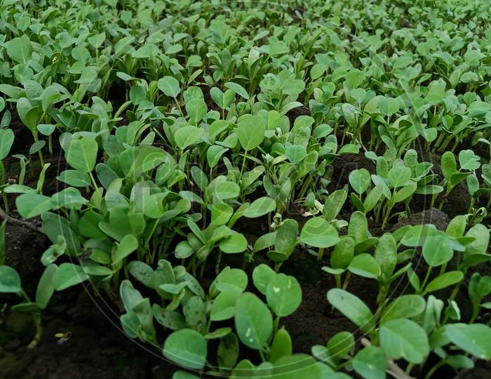 Fenugreek ( methi ) crop is ready in Indian fields