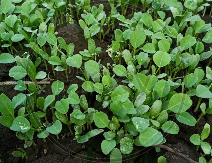 Fenugreek ( methi ) crop is ready in Indian fields