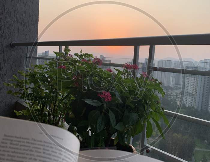 Book reading with plants and sunset