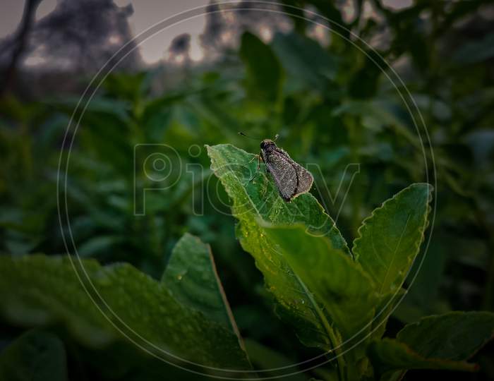 Small cute insect on a green leaf.