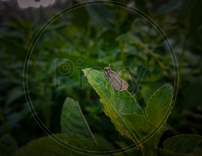 Small cute insect on a green leaf.