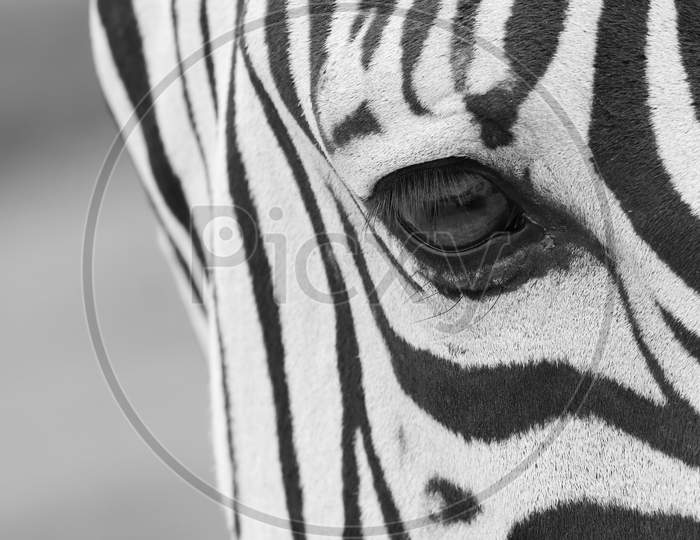 Closeup Shot Of The Eye Of A Beautiful Zebra With A Blurred Natural Background