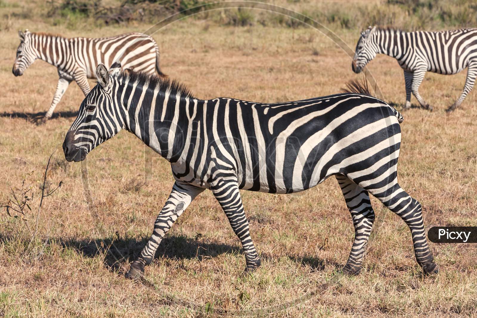 Zebras In The Grasslands