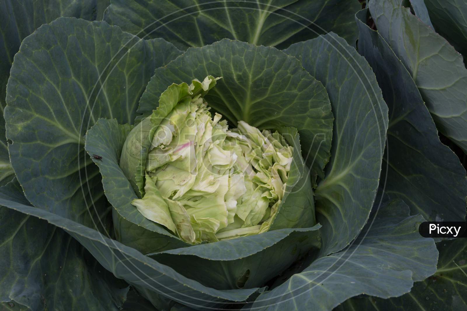 A Cabbage Eaten By Wild Rodents In The Organic Garden