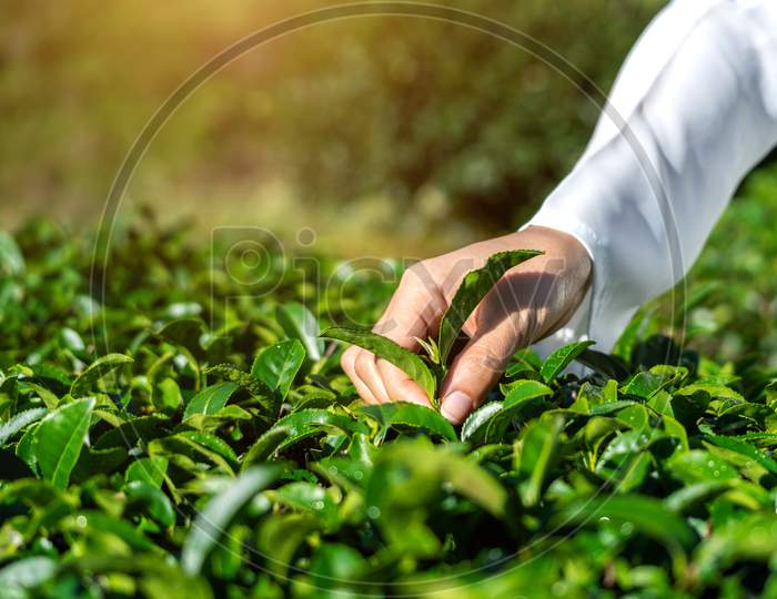 Woman Picking Tea Leaves By Hand In Green Tea Farm.