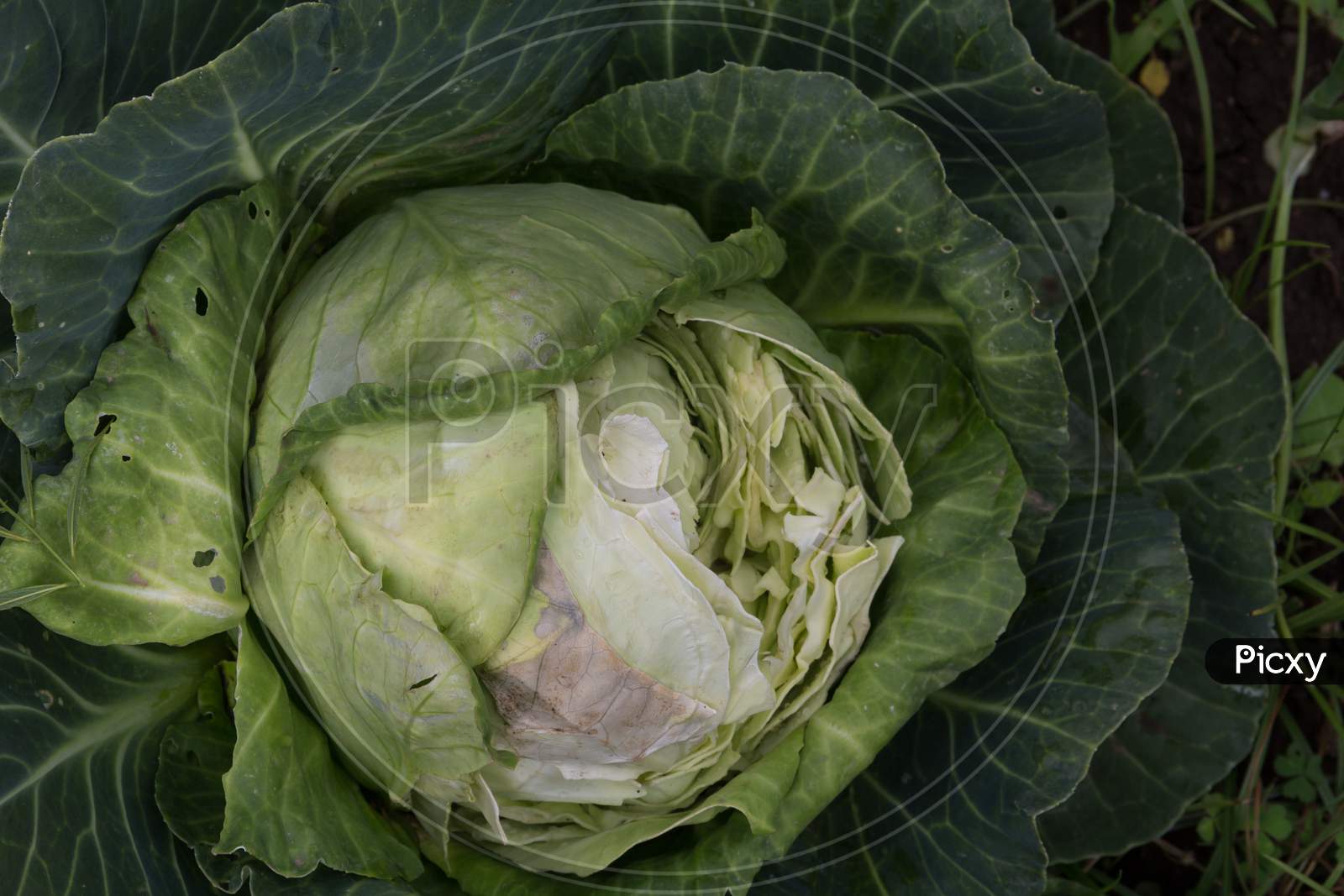 A Cabbage Eaten By Wild Rodents In The Organic Garden